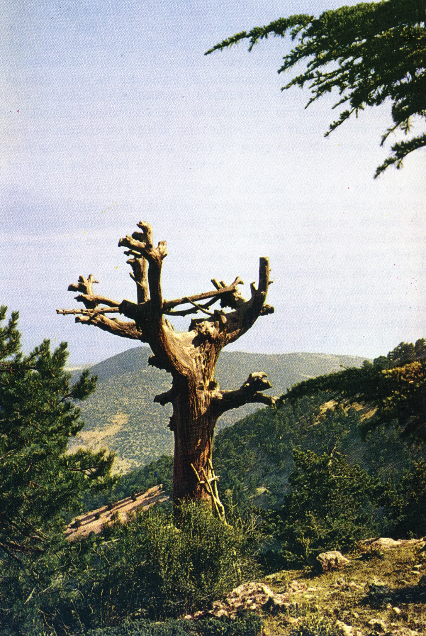 tarihce_katran_agaci.jpg
